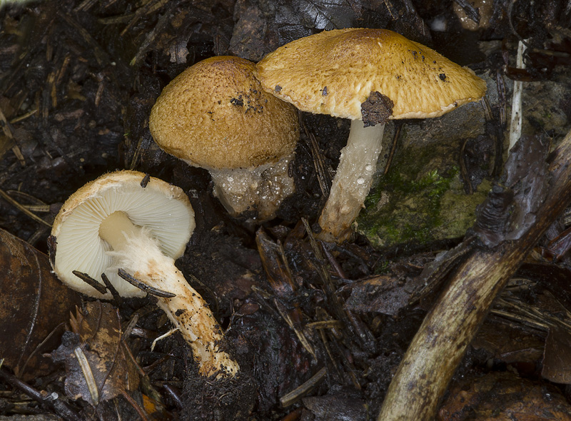 Lepiota boudieri